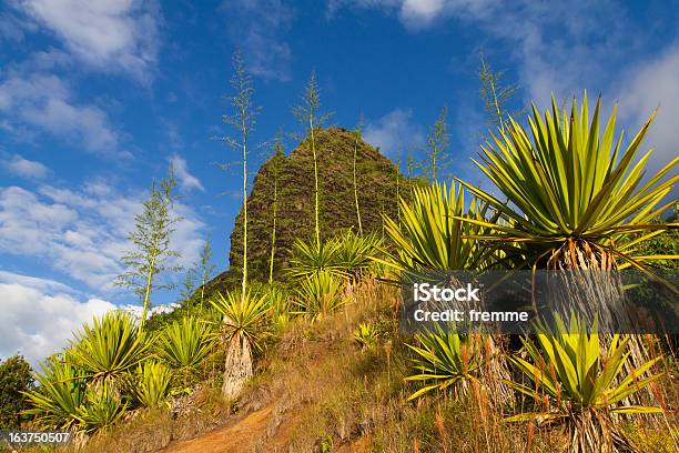 Vegetazione Tropicale - Fotografie stock e altre immagini di Albero - Albero, Ambientazione esterna, Arancione