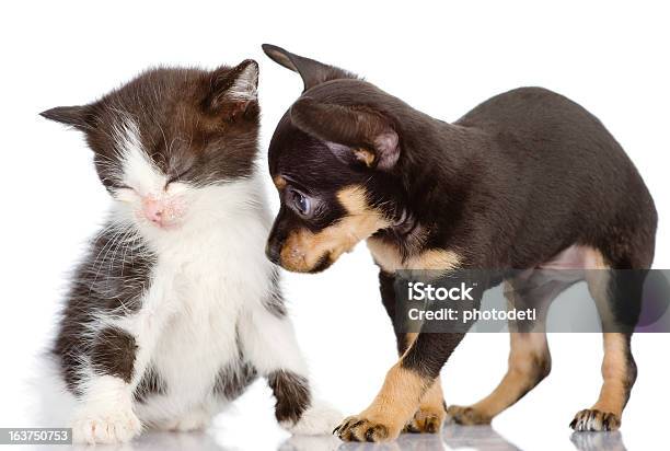 Cachorrinho Triste Cachorro E Filhote De Gato - Fotografias de stock e mais imagens de Amizade - Amizade, Animal, Animal de Estimação