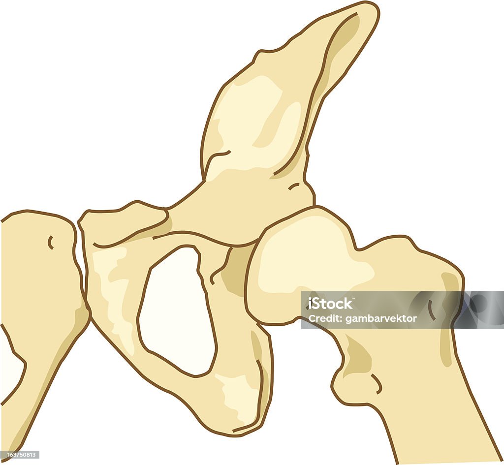 Coxa stawów - Grafika wektorowa royalty-free (Biologia - Nauka)