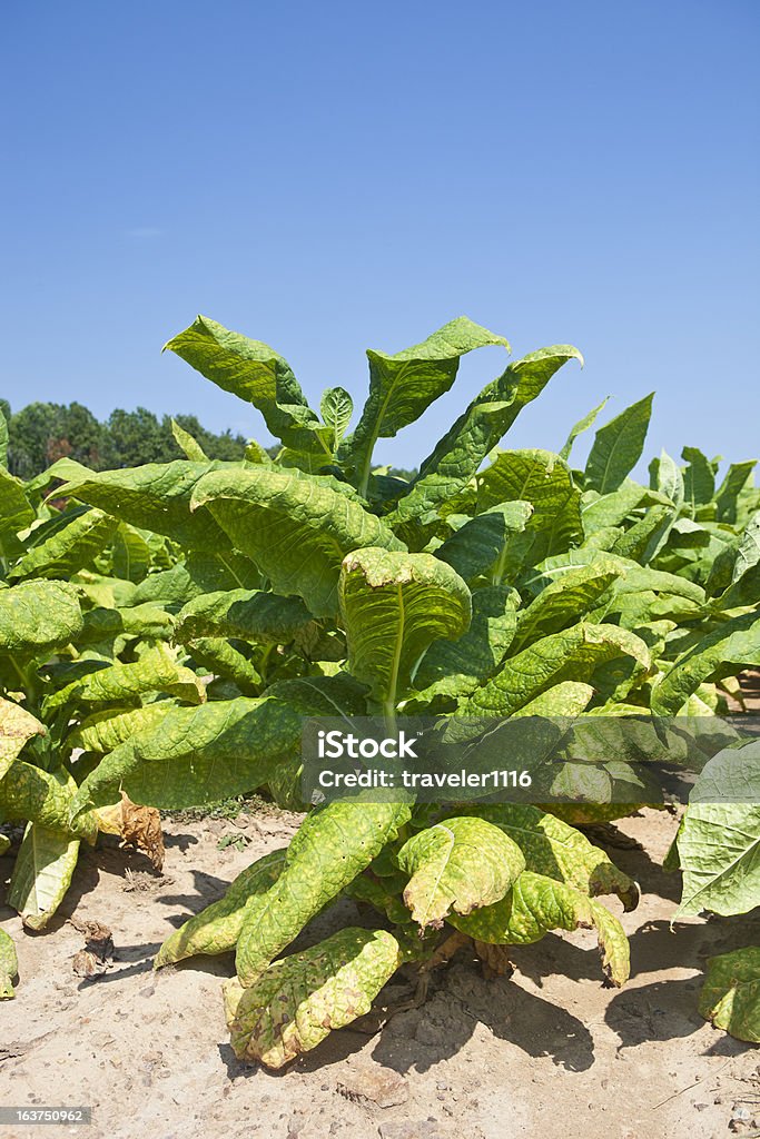 Planta do tabaco - Royalty-free Colheita de tabaco Foto de stock