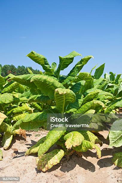 Planta Do Tabaco - Fotografias de stock e mais imagens de Colheita de tabaco - Colheita de tabaco, Agricultura, Claro