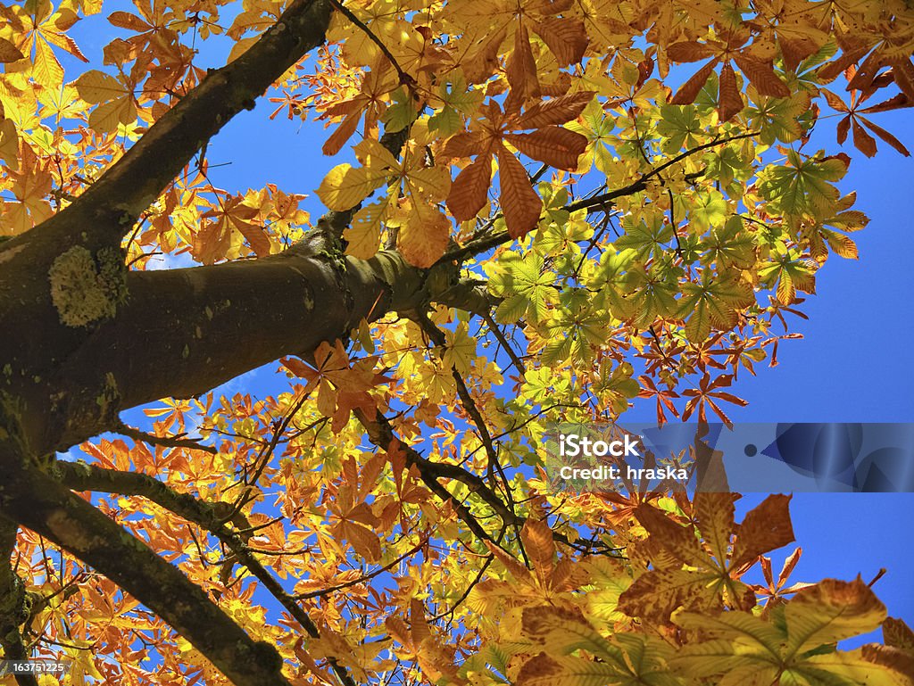 栗の木の王冠 - クリの木のロイヤリティフリーストックフォト