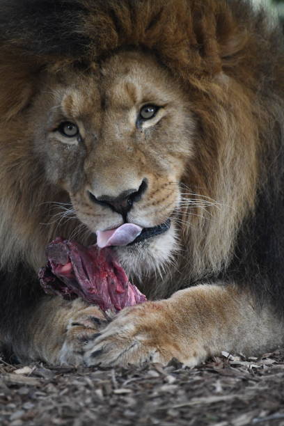istock Male lion 1637513035