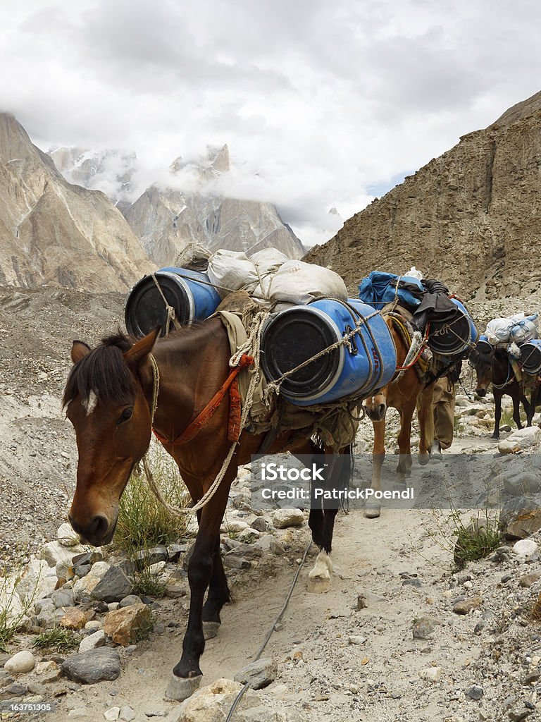 Pack konie w Góry Karakorum, Pakistan - Zbiór zdjęć royalty-free (Beczka - Zbiornik)