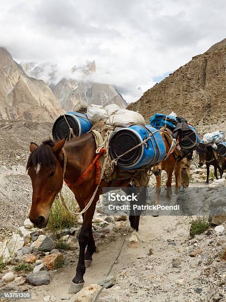 Pack Konie W Góry Karakorum Pakistan - zdjęcia stockowe i więcej obrazów Beczka - Zbiornik - Beczka - Zbiornik, Koń, Azja