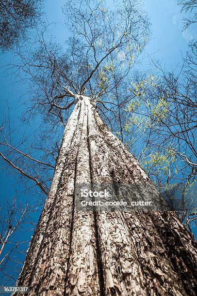 Большое Дерево Червь Видлетом — стоковые фотографии и другие картинки Вертикальный - Вертикальный, Верхушка дерева, Двигаться вверх
