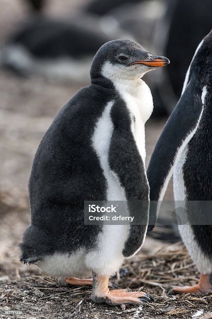 Bien alimentados pingüino gentú Chick - Foto de stock de Animal libre de derechos