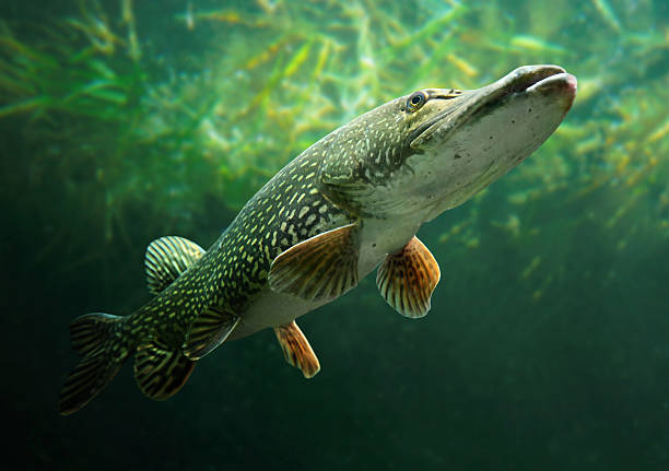 The Northern Pike (Esox Lucius). Underwater photo of a big Northern Pike (Esox Lucius). freshwater fish photos stock pictures, royalty-free photos & images