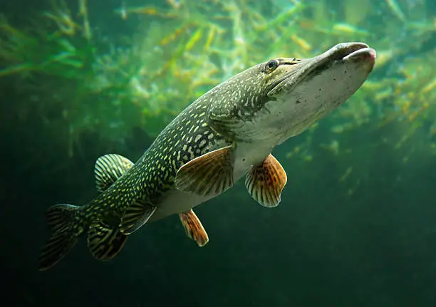 Photo of The Northern Pike (Esox Lucius).