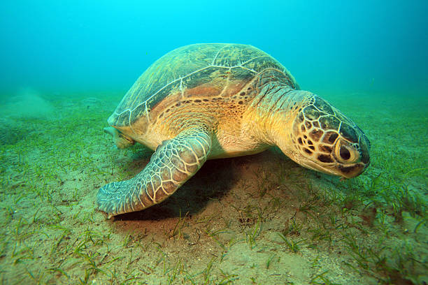 istock Green Sea Turtles 163751868