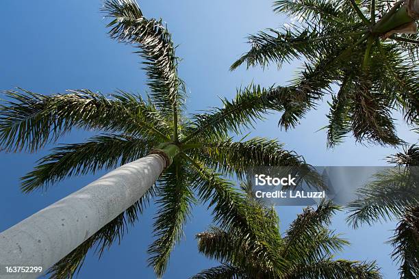 Patrzeć W Górę Na Palmy - zdjęcia stockowe i więcej obrazów Bez ludzi - Bez ludzi, Drzewo, Egzotyczne drzewo
