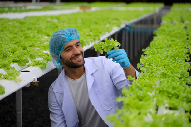 Scientist work in hydro phonic vegetable farm. stock photo