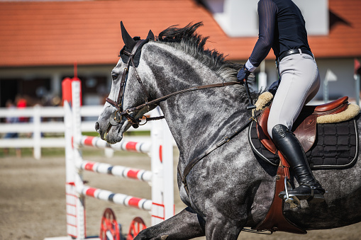 Wroclaw, Poland - September 5, 2015: Finish the race for 3-year-old Arabian horse group II in Wroclaw. This is an annual race on the Partenice track open to the public.