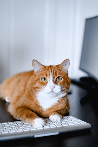istock The red ginger cat lying on the keyboard. 1637538704