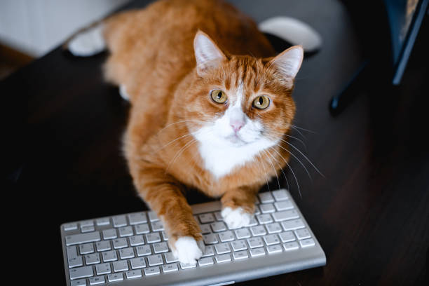 istock The red ginger cat lying on the keyboard. 1637538718