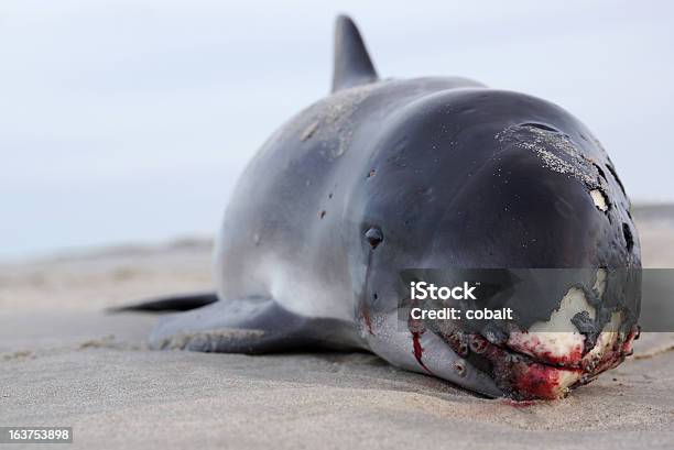 Gestrandet Harbor Schweinswal Kleinen Walen Stockfoto und mehr Bilder von Gestrandet - Gestrandet, Schweinswal, Wal