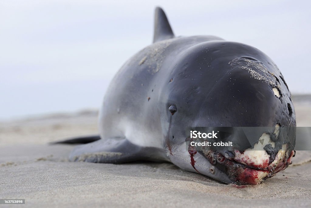 Embarrancado Harbor marsopa, pequeño ballena - Foto de stock de Ballena libre de derechos