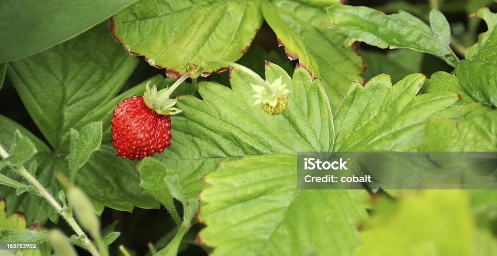 Fragola di bosco - Foto stock royalty-free di Ambientazione esterna