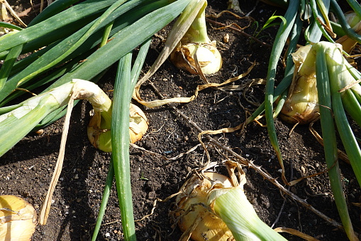 growing onion in the backyard garden. onion drying to harvest on raised beds gardening