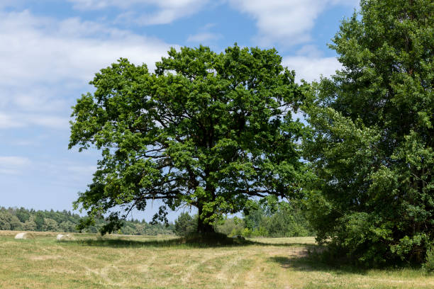 istock old tall oak with green foliage during drought 1637556965