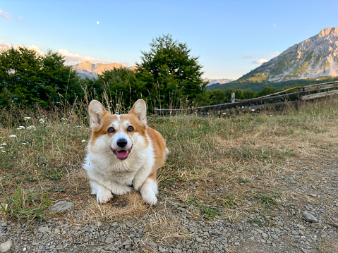 Red corgi puppy lies on a gravel road among the flowers against the background of a wooden fence and high mountains. The dog looks right into the frame