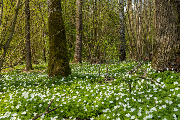 istock fading white small flowers anemone in the forest 1637556971