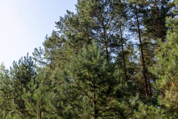 istock Deciduous trees with green foliage in summer 1637559259