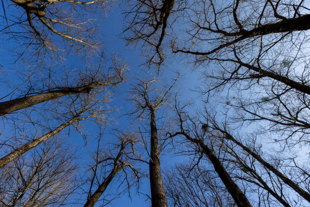 istock leafless deciduous trees in the spring season 1637559822