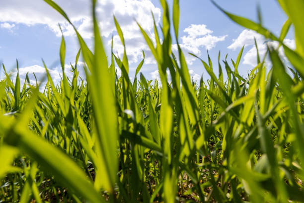 istock a field with green cereals in the spring season 1637560394