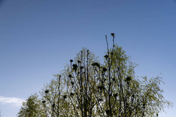 istock birches with new foliage in the spring season 1637560409