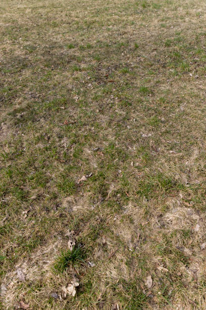 istock foliage that fell to the ground during leaf fall 1637560410