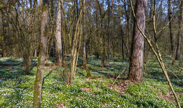 istock the first spring flowers of anemone are white in a mixed forest 1637561018