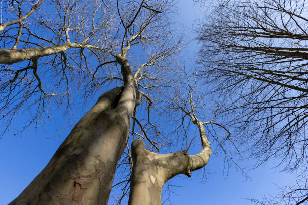 istock sycamore tree branches in the spring season 1637561594
