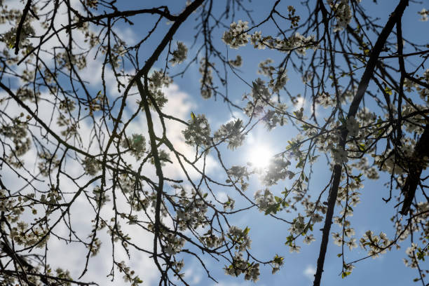 istock cherry blossoms in the orchard in spring 1637562182