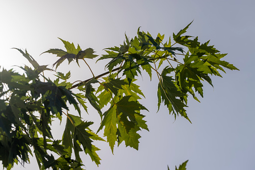 Damaged maple foliage in late summer and early autumn, green maple leaves in late summer