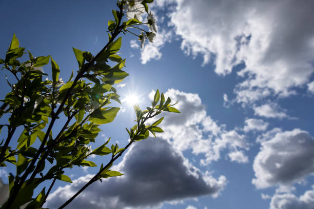 Sunny spring day with a few clouds. Blue sky and green tree.