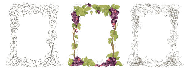 Zestaw elementów projektu z winoroślą. – artystyczna grafika wektorowa