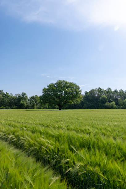 istock a lonely oak with green foliage in the summer 1637565030