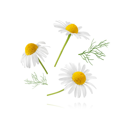 Chamomile flower isolated on white background. Camomile medicinal plant, herbal medicine. Set of three chamomile flowers with green leaves.