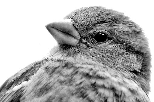 Sparrow portrait black and white