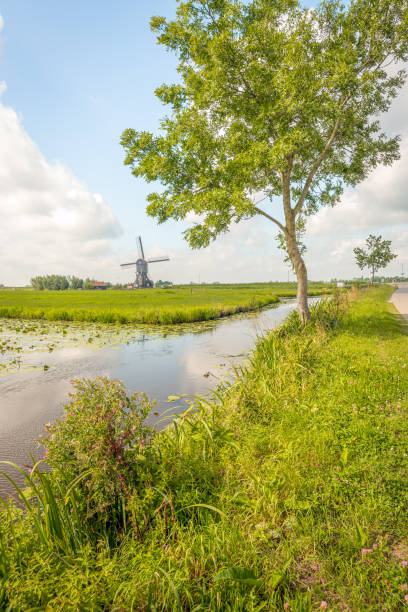 picturesque dutch polder landscape - alblasserwaard imagens e fotografias de stock