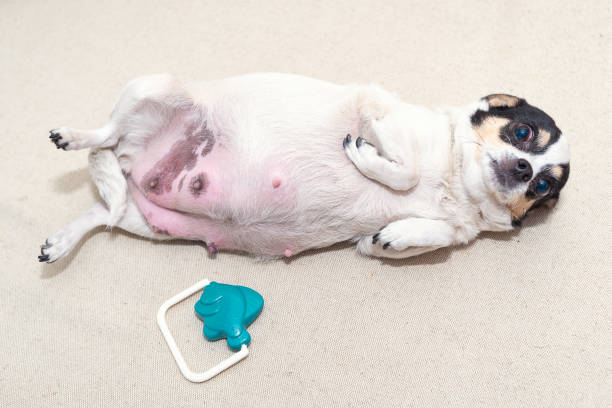 A pregnant Chihuahua bitch lying on her back. High quality photo