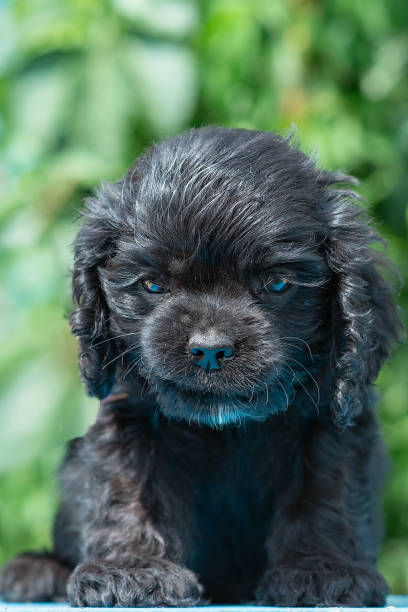 istock Small black American Cocker Spaniel puppy. 1637578041