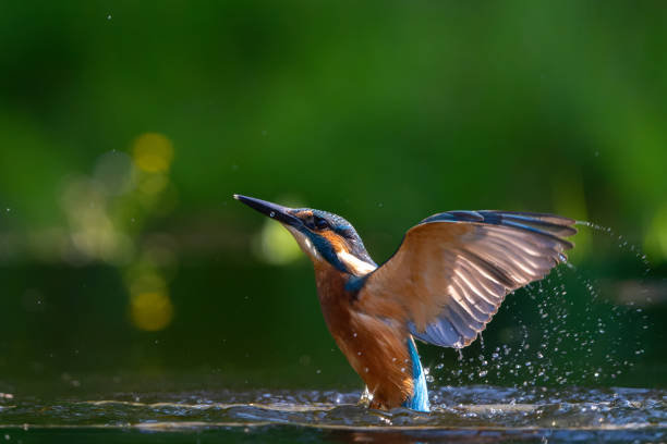 istock Common Kingfisher fishing 1637586741