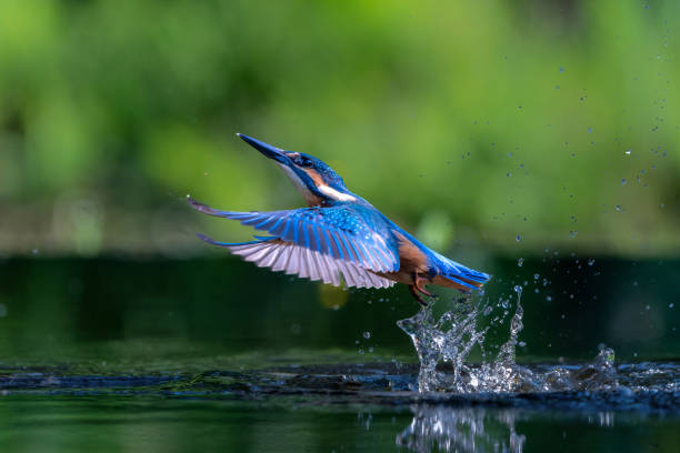 istock Common Kingfisher fishing 1637587825