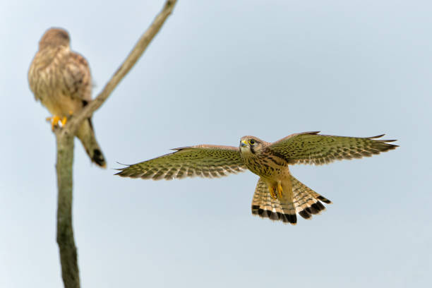 istock Common Kestrel in the meadows 1637587826