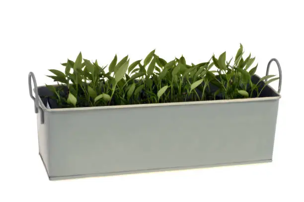 Young sprouts of plants in a planter close-up on a white background