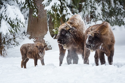 A herd of European bison gathered in a snow-covered forest.
