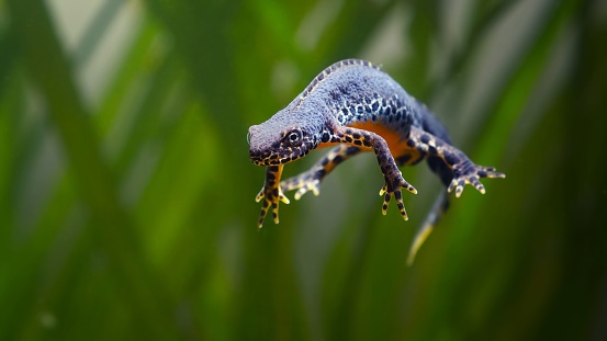 An Alpine newt without gravity in the water.