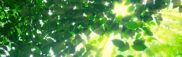 istock green leaves banner 1637625926